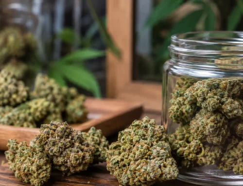 From Classic Strains to Premium Selections, Explore Cannabis Flower Available at Local Dispensaries