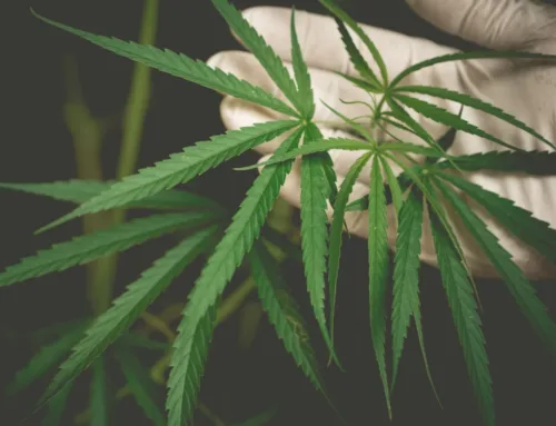 Your Trusted Weed Dispensary CA: Explore Flame Cannabis for Premium Products and Expert Care