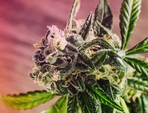 Choosing Premium Bud: How to Spot High-Quality Flower at Flame