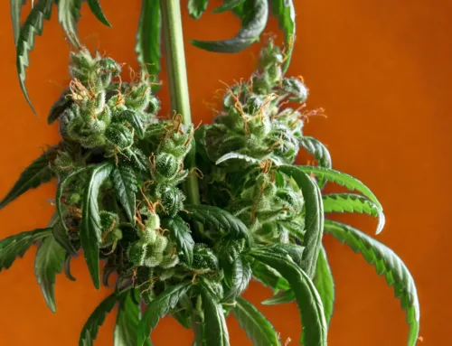 Hosting with Cannabis: Infused Recipes for Fall Gatherings