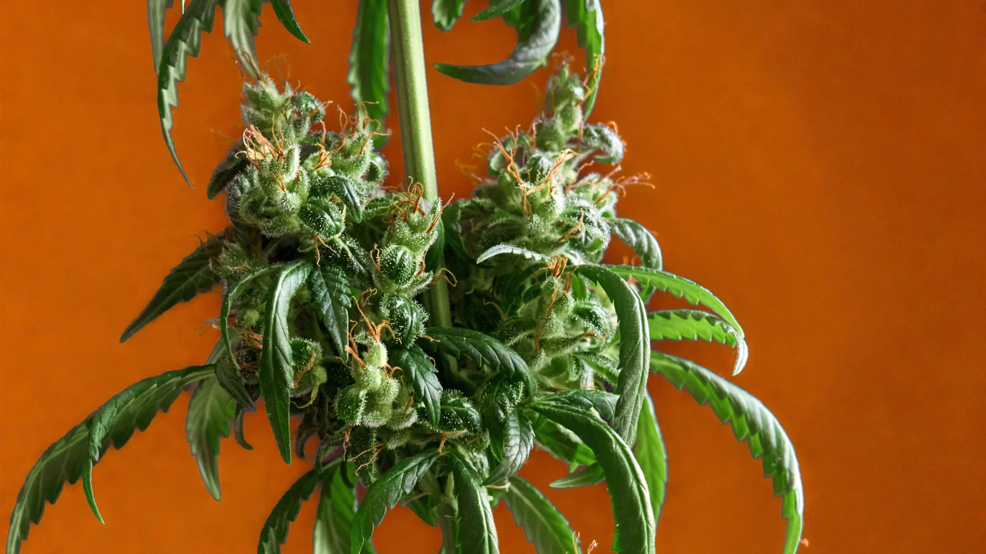 Hosting with Cannabis_ Infused Recipes for Fall Gatherings