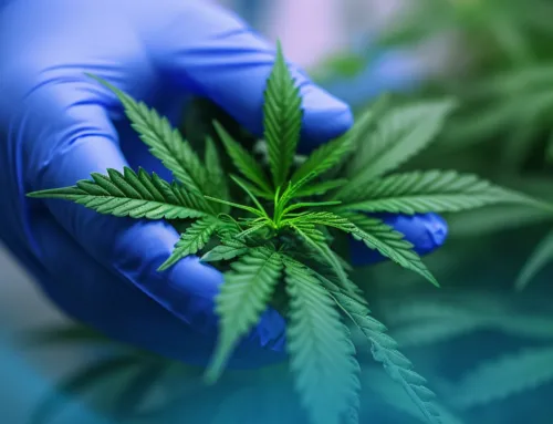 Cold Snap Effects: How Lower Temperatures Impact Cannabis Potency & How to Mitigate Loss