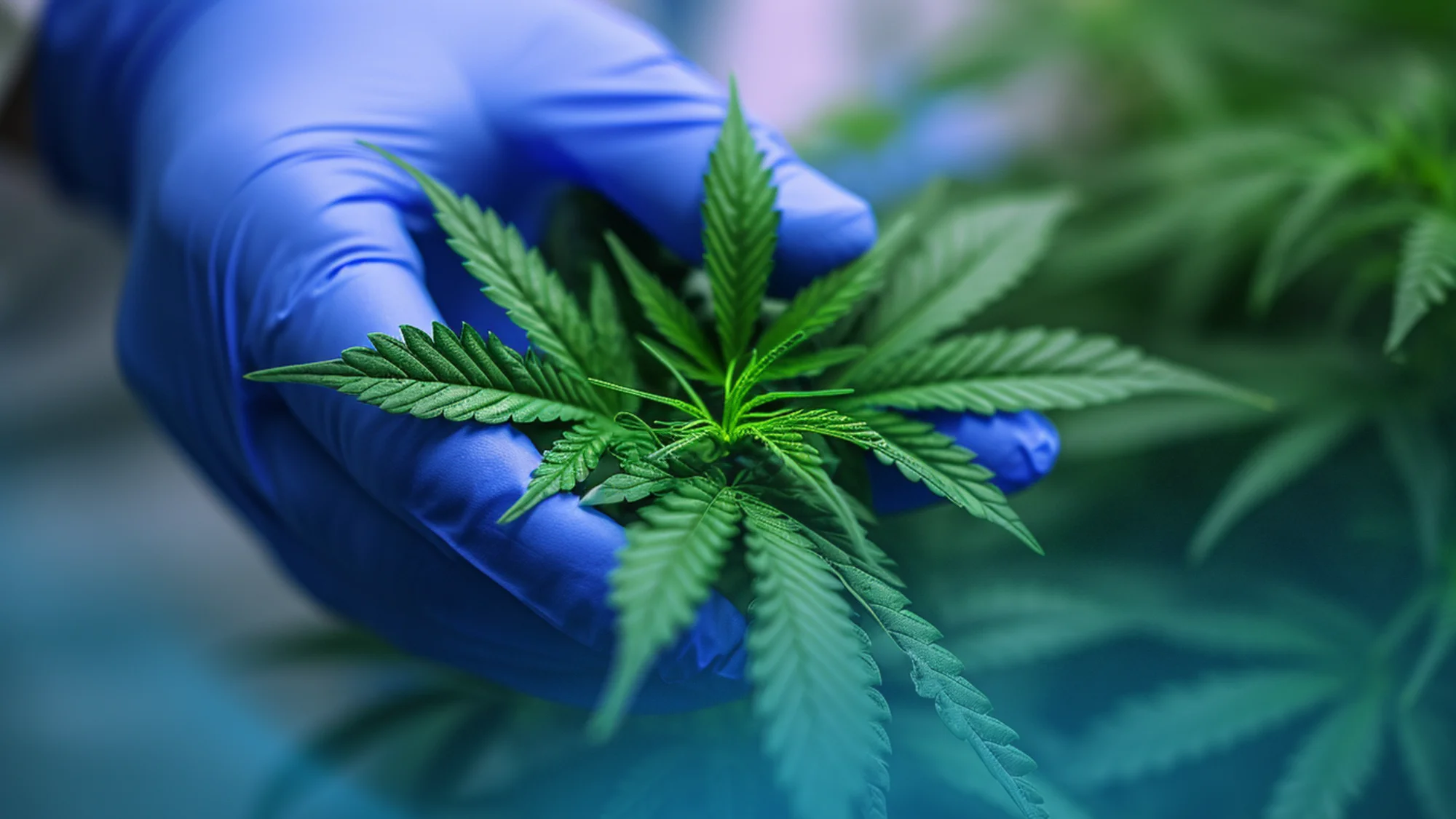 Cold Snap Effects_ How Lower Temperatures Impact Cannabis Potency _ How to Mitigate Loss