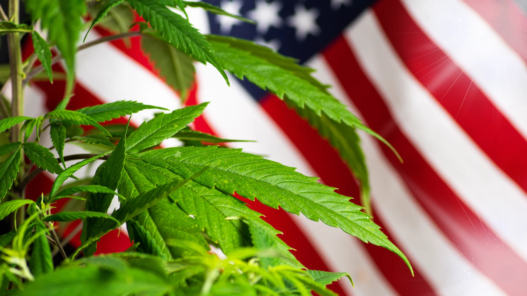 Veterans Day _ Cannabis_ Legal Benefits _ Considerations for Vets in CA_Local Jurisdictions