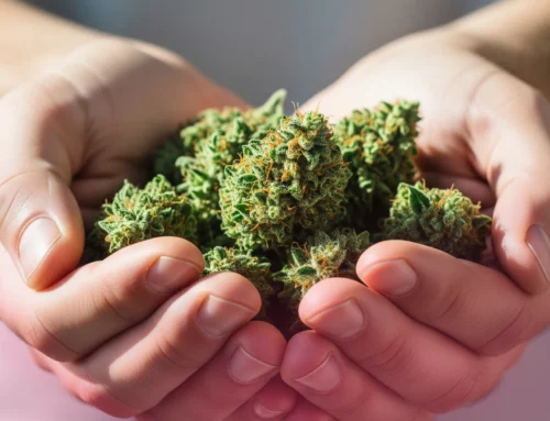 Indica Flower Strains That Are Especially Popular Among Cannabis Consumers in Santa Rosa