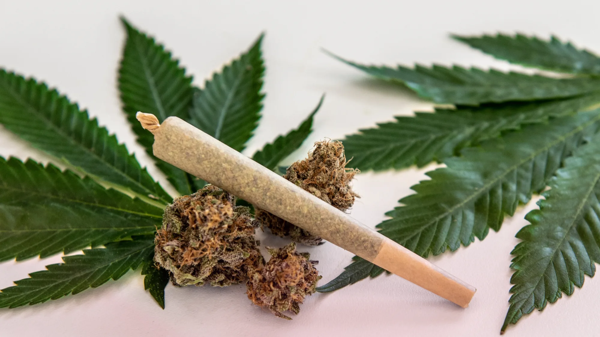 Finding Reliable available at a licensed Santa Rosa, CA location