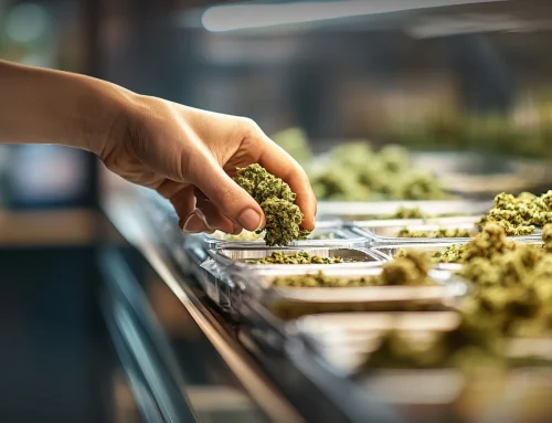 Essential Things to Consider Before Choosing a Cannabis Dispensary in Santa Rosa
