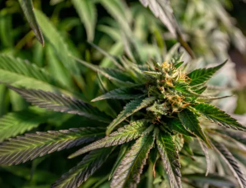 Marijuana Shop Near Me: Discovering a Trusted Cannabis Dispensary in California