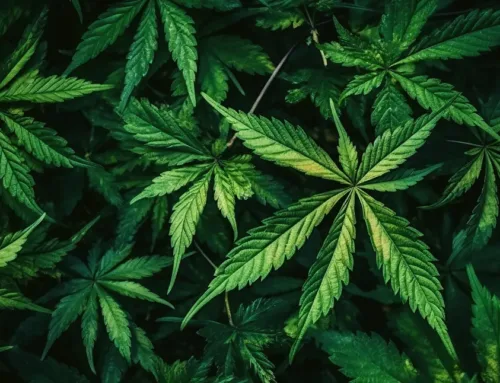 The Healthiest Ways to Enjoy Weed – Expert Tips for a Safer, Smoother Experience