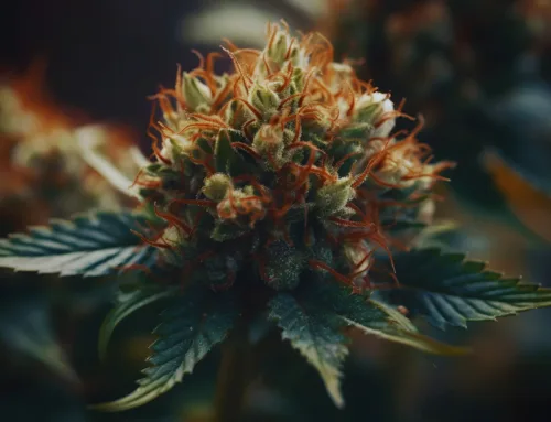 How to Spot High Quality Cannabis Flowers