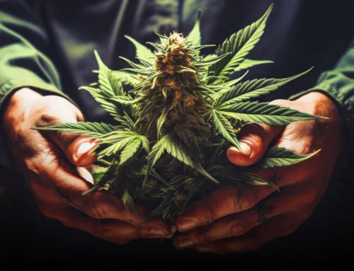 Maximizing Cannabis Effects Safely: Timing & Dosage Tips for Hot Weather